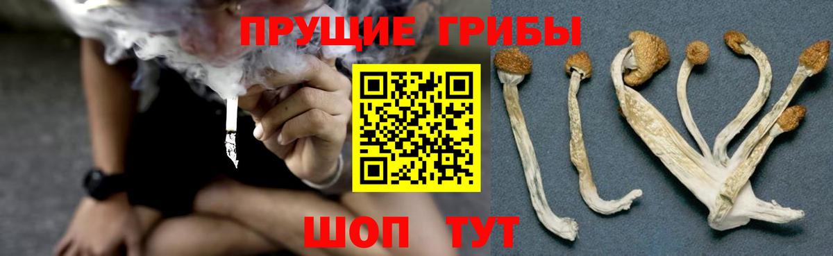 Псилоцибиновые грибы GOLDEN TEACHER  Вход с VPN  Фрязино 